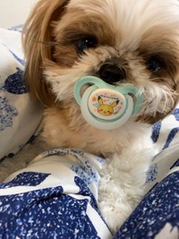 バブーなおまめちゃん＝シーズーのまるとおまめとこいもさん（@maruomamekoimo）提供