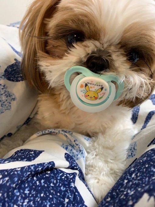 バブーなおまめちゃん＝シーズーのまるとおまめとこいもさん（@maruomamekoimo）提供