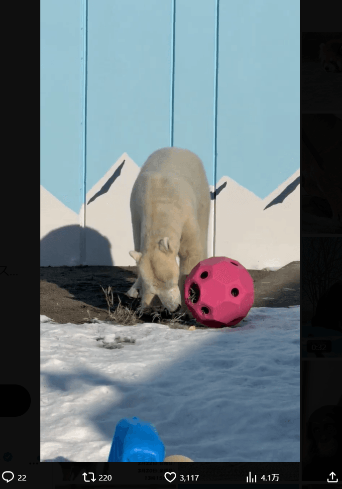 釧路市動物園の公式X（@kushirozoo）より