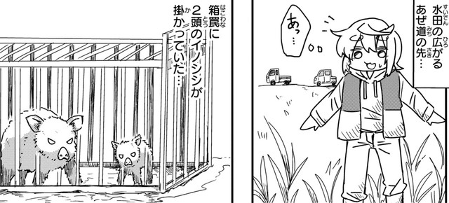 箱罠にかかった状態でも、間近でみると迫力がある　(c) Aoba / KADOKAWA