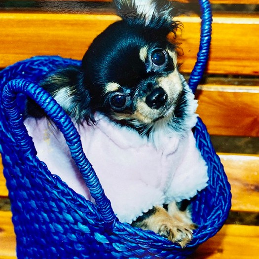 初代の犬、ひめちゃんの幼い頃