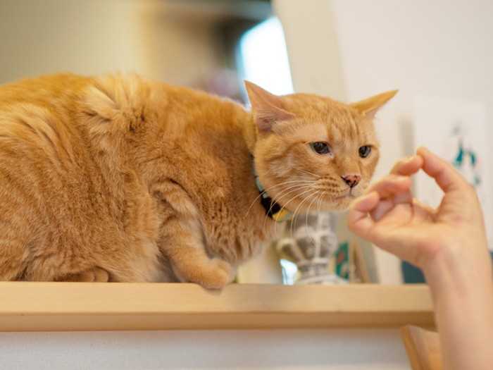 「お客さんの指、ほかの猫のにおいがするよ」（小林写函撮影）