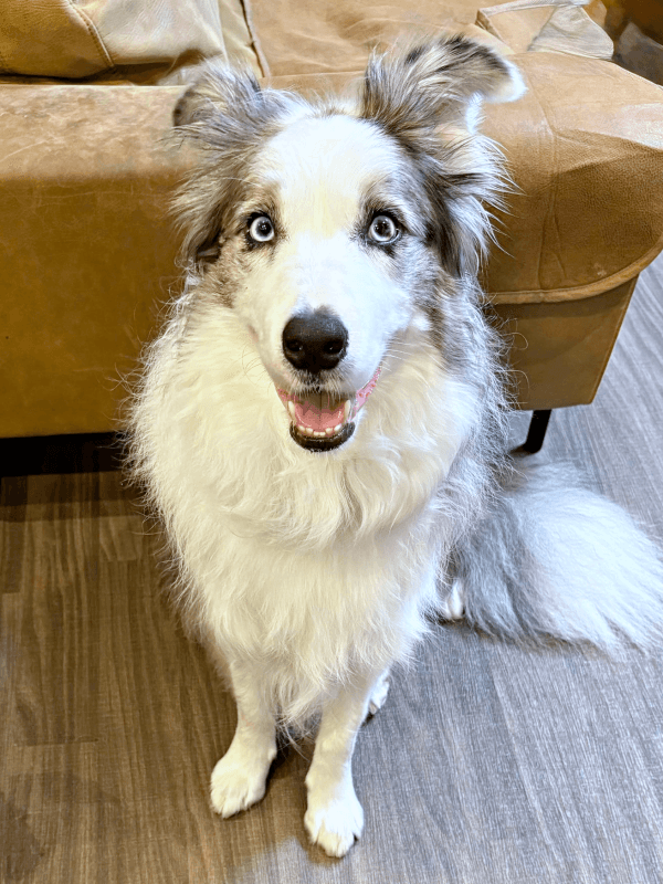 ゴージャスな毛並みが素敵なサニーくん（画像提供：ボースー子さん）