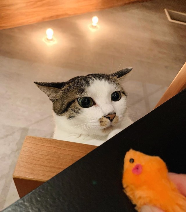 あなたは誰ですにゃ？