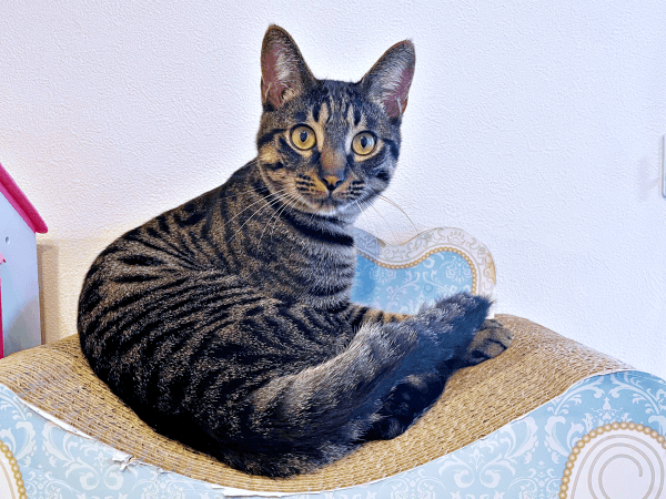 生後8カ月になったるなちゃん（画像提供：むぎさん）