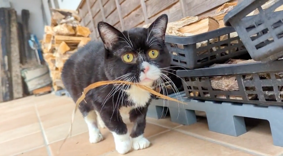 キョトンとした顔でこちらを見つめるもんたくん（画像提供:もんたの日常さん）