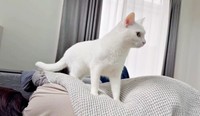 ママの体の上にのったボンちゃん（画像提供：ボンさん）