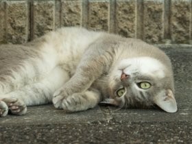 愛されたければ、ネコ系女子になりなさい！　ネコ目線の恋愛指南