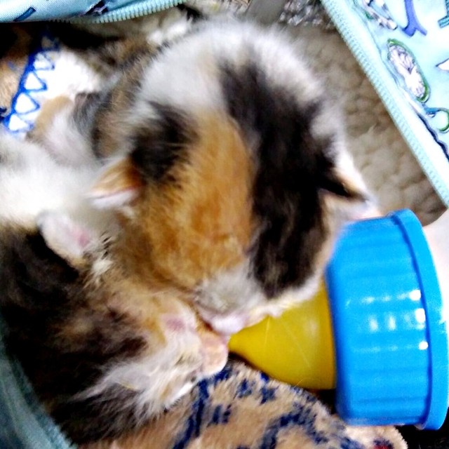 生後間もないころ、ミルクを飲む（上）クラちゃん（下）ステラちゃん（画像提供：junさん）