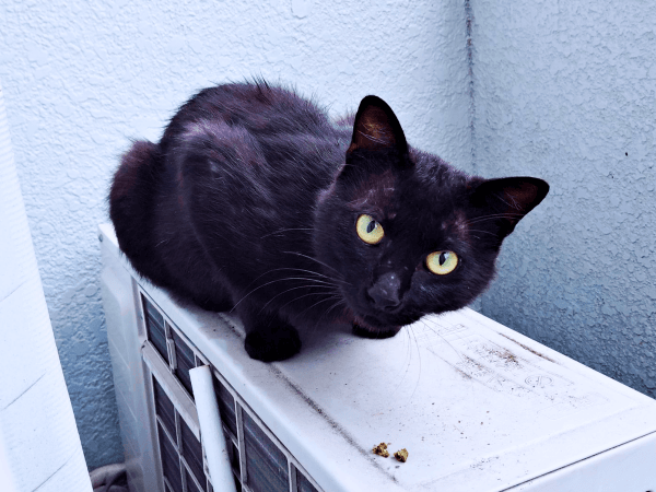 保護前、ガリガリに痩せて顔に傷を負っていた黒ちゃん（画像提供：ちよさん）