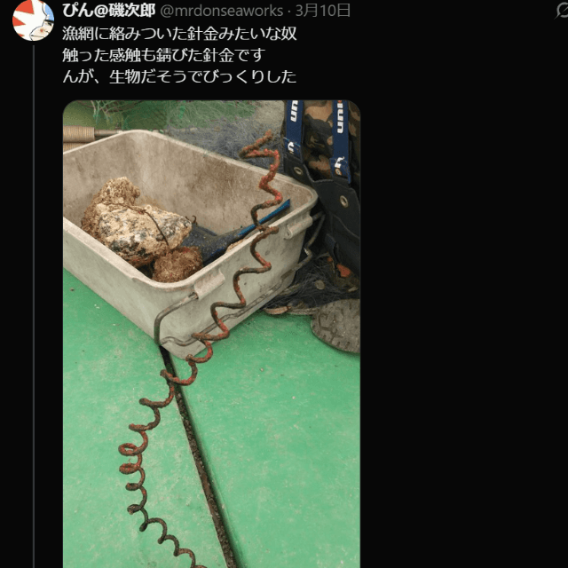 不法投棄と思いきや、なんと生き物