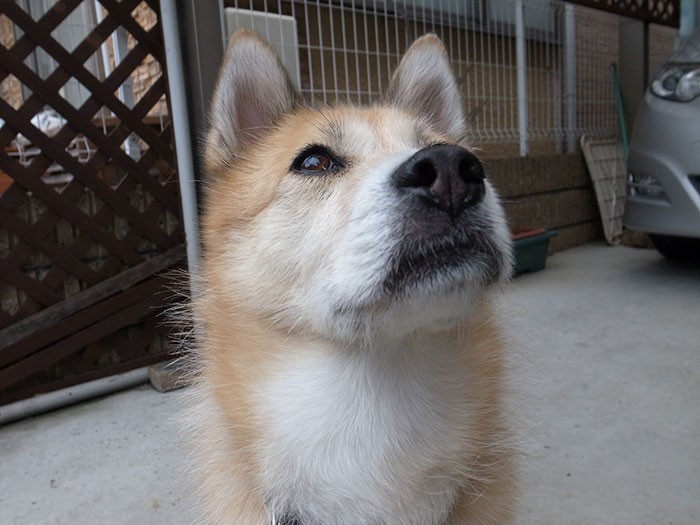 白い胸と黒い鼻が若々しい