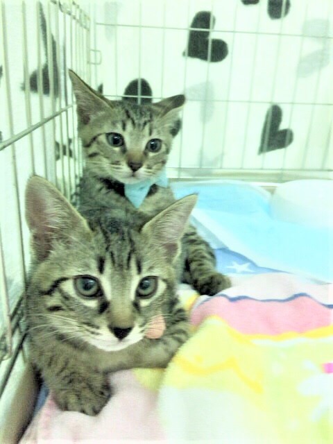 譲渡会での福助くん（奥）と幸愛ちゃん（手前）