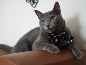 手術後、必死に私を呼ぶ声に絆を確信　私を猫派にしたロシアンブルー「Luna」