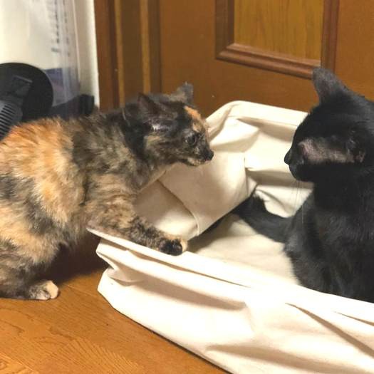 左のサビ猫は、なかなかケージの外に出てこなかった