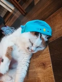 小学生からは、お小遣いで買った猫用帽子をプレゼントされたことも