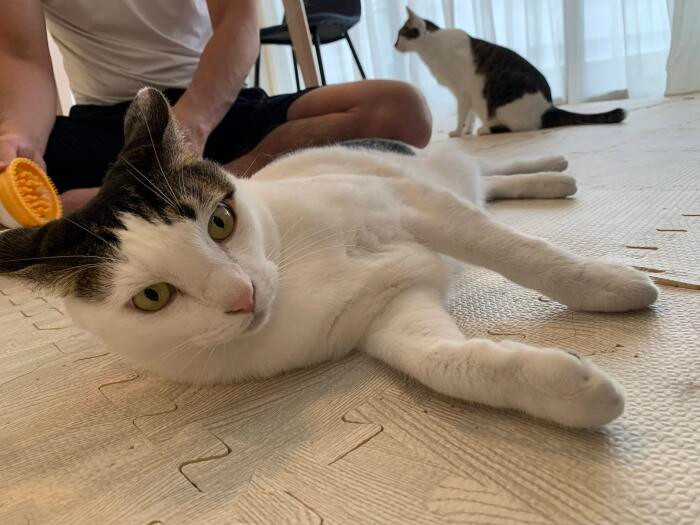 輸送で爪の先が折れたまるもんた「あの時は焦ったニャ」（晴美さん提供）