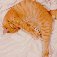 三日月とろねこ　猫