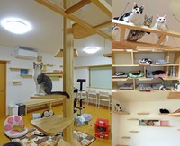 「福ねこ」には、猫用のらせん階段（左）や（右上から）透明キャットウォーク、猫棚、壁のキャットステップなどがある（提供写真）