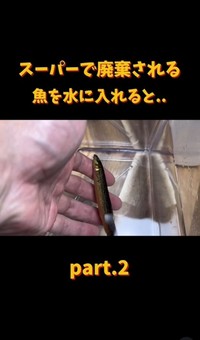 1匹を水に入れてみた（「エマスちゃんねる / EMAS CHANNEL」さん提供、Instagramよりキャプチャ撮影）
