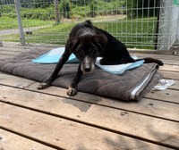 御年17歳のなるとくん。最初は警戒心が高かったものの、今ではすっかり甘えん坊（提供：ミサママ(癒され亭の園長さん）