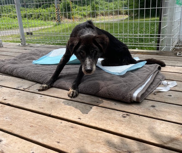 御年17歳のなるとくん。最初は警戒心が高かったものの、今ではすっかり甘えん坊（提供：ミサママ(癒され亭の園長さん）