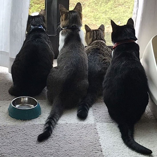 ４匹揃って何を見ているのかな（千鶴代さん提供）