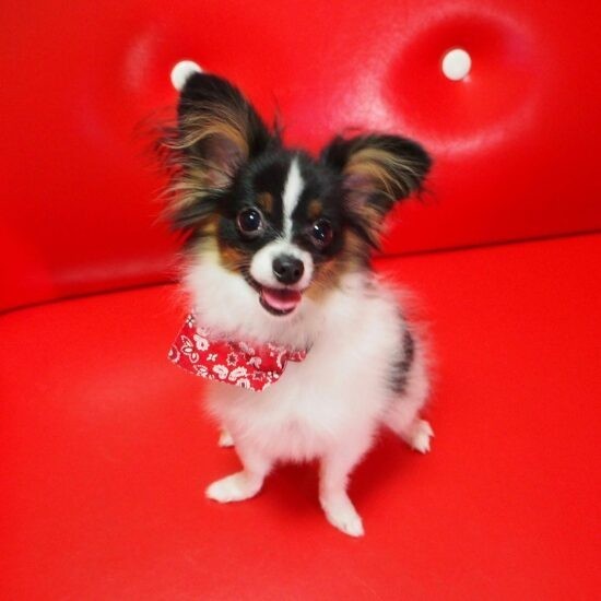 家にきたころの「虎太」