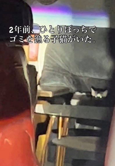 2年前、ひとりぽっちでゴミを漁る子猫がいた（えみさん提供、Instagramよりキャプチャ撮影）