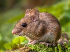 ヤクルト、化粧品および食品分野の動物実験を廃止