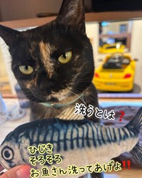 お魚さんとしばしお別れ＝atorie_hijikiさん提供
