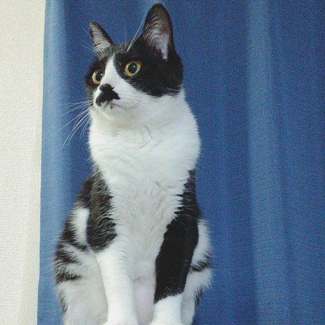 ハンサムガールってママが言うの