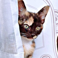 生後推定2カ月、車のエンジンルームから保護されたもつちゃん（画像提供：べじたりあん。さん）