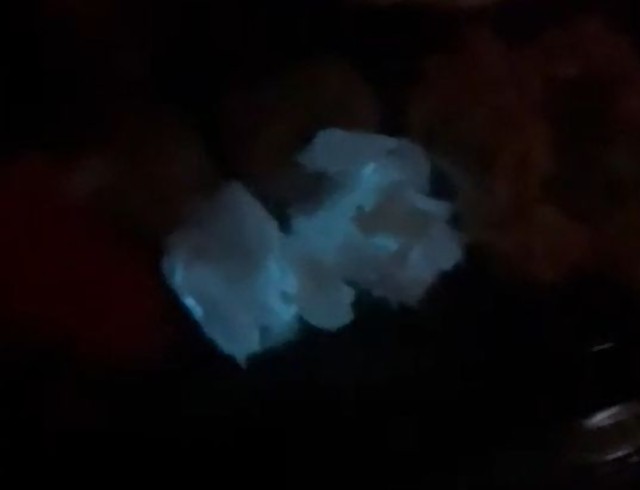 青白く発光するズワイガニの身（現物）