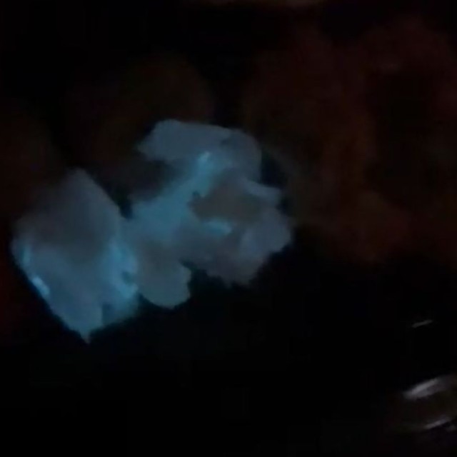 青白く発光するズワイガニの身（現物）