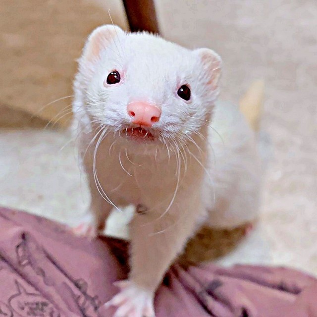 飼い主さんの膝元にやって来たウユちゃん（画像提供：ウユちゃんさん）