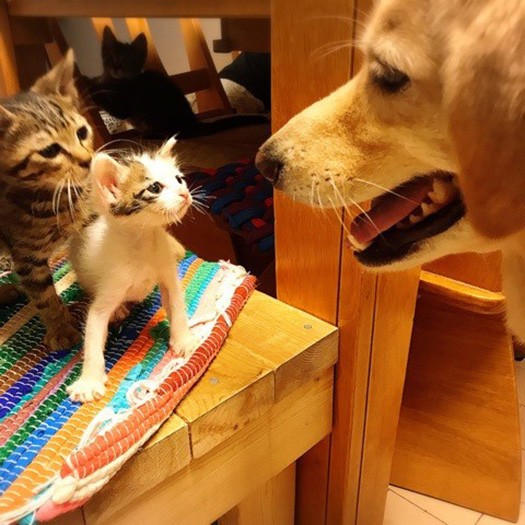 京子さん家の「ブーケ」（ゴールデンレトリーバーミックス・6歳）は
ばくてんきょうだいと保護当時から顔見知りでした。（保護主さん提供）