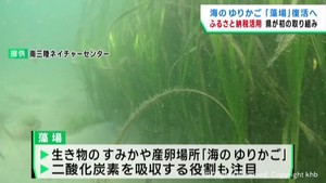 海の生き物たちの餌や すみか 藻場をクラウドファンディングで復活へ　宮城県