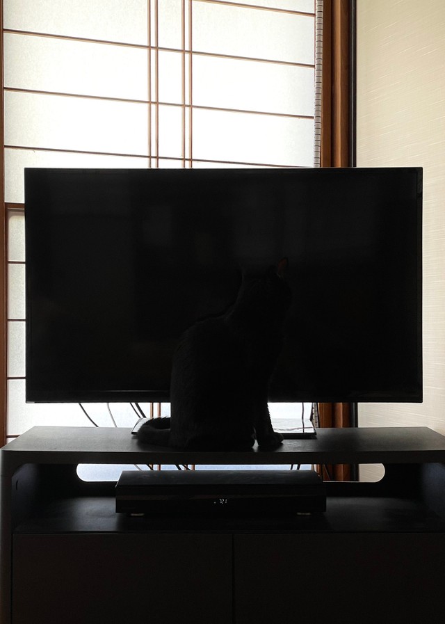 一見ただのテレビ台…？ いや、足が生えてる？（写真提供：マクーさん）