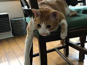 段ボール箱で捨てられていた猫　油揚げみたいな「おあげ」　