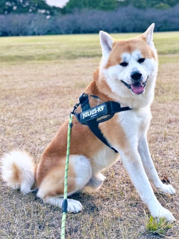 立派な青年へと成長したあさひくん（画像提供：秋田犬あさひ akitainu asahiさん）