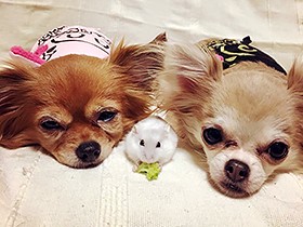 ２０１８仲良しで賞　チワワの「ティアラ＆めるも」とハムスター