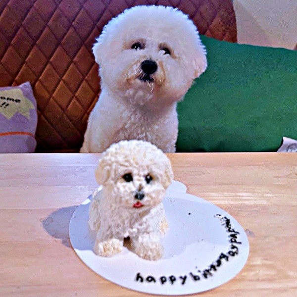 自分にそっくりな誕生日ケーキーー「食べていいよ」に固まるパポくん（画像提供：形が定まらない犬さん）