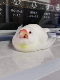 「豆苗が大好きで、クチバシや胸元をよく緑色に染めています」（提供：笹さん）