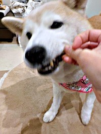 おやつのジャーキーをもらったモモちゃん（画像提供：柴犬のモモさん）