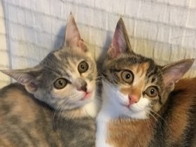 猫を迎えたら、子どもがやさしく　お父さんにもやる気？