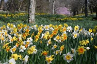 「飛竜の花道」のスイセン（提供：国営讃岐まんのう公園）