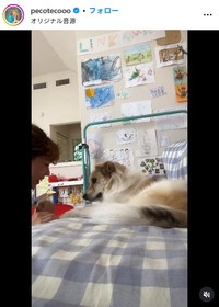 pecoのインスタグラム@pecotecoooより