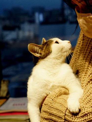 「僕も抱っこのままでいいから、散歩いきたい」