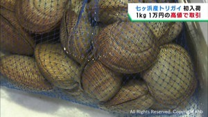 宮城・七ヶ浜町産の高級食材トリガイが初入荷　１キロ当たり１万円の高値で取引